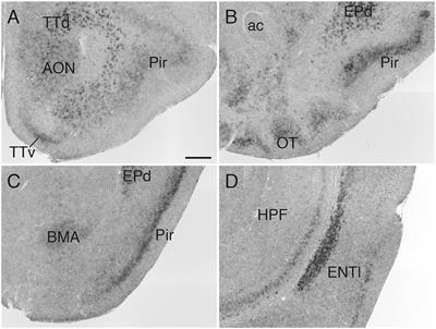 Expression of Heparan Sulfate Endosulfatases in the Adult Mouse Brain: Co-expression of Sulf1 and Dopamine D1/D2 Receptors